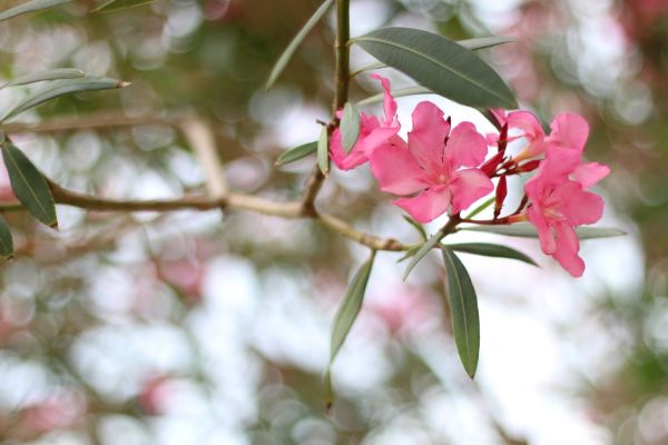 Cost of Oleander Removal in Williamsburg
