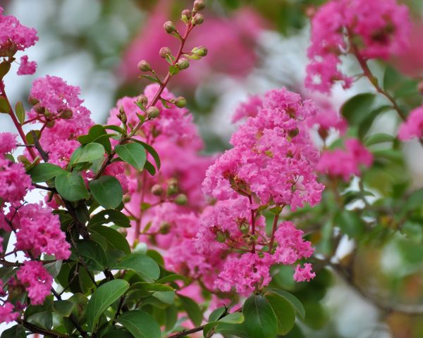 Cost of Crepe Myrtle Removal in Williamsburg