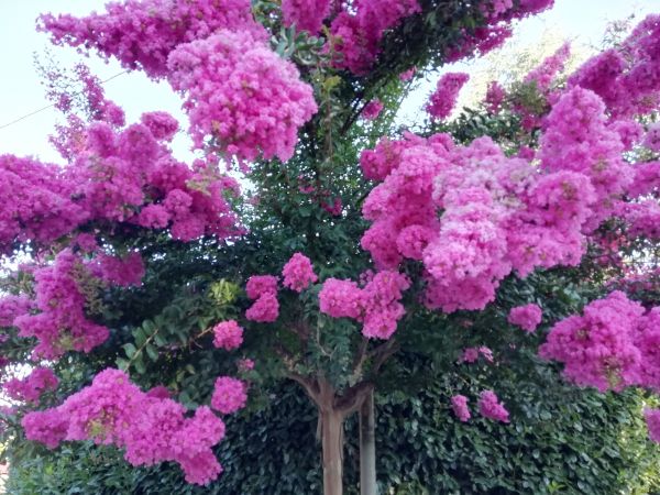 Crape Myrtle Pruning in Williamsburg