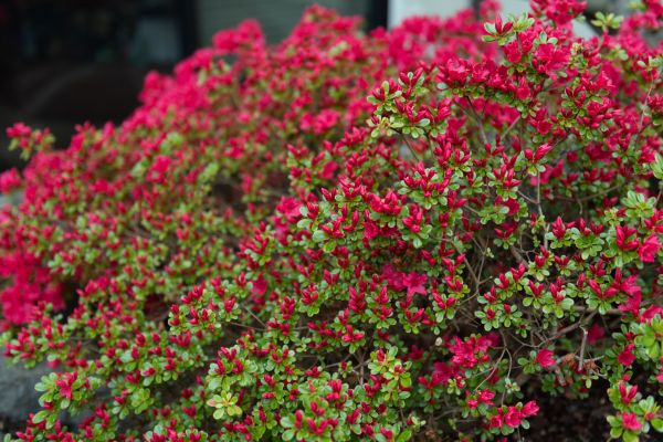 Cost of Weigela Removal Service in Williamsburg