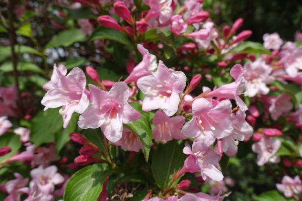 Cost of Weigela Pruning Service in Williamsburg