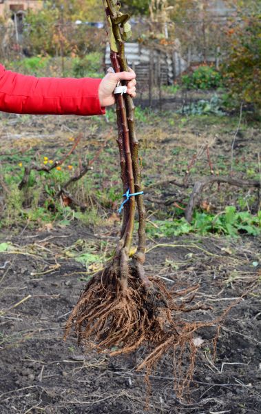 Shrub Root Removal in Williamsburg