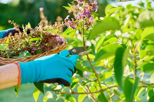 Cost of Lilac Trimming Service in Williamsburg