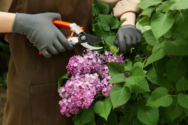 Cost of Lilac Pruning Service in Williamsburg