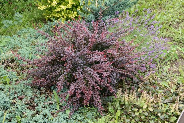 Cost of Japanese Barberry Removal in Williamsburg