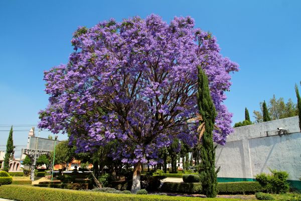 Cost of Jacaranda Pruning in Williamsburg