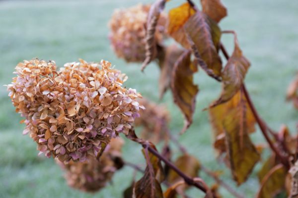 Cost of Hydrangea Removal in Williamsburg