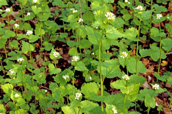 Cost of Garlic Mustard Removal in Williamsburg