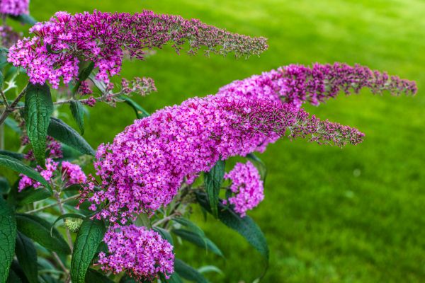 Cost of Butterfly Bush Removal in Williamsburg