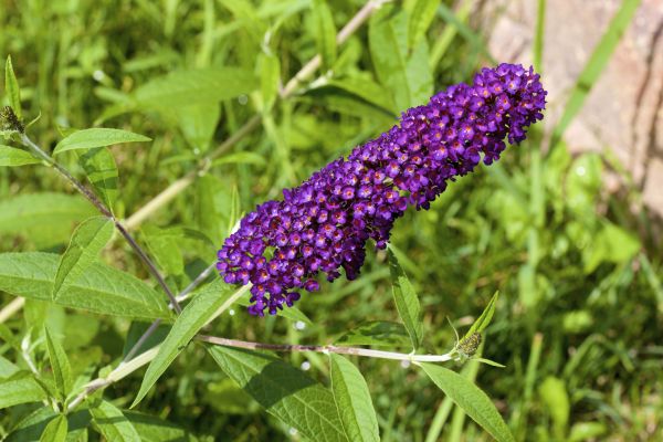 Butterfly Bush Pruning in Williamsburg