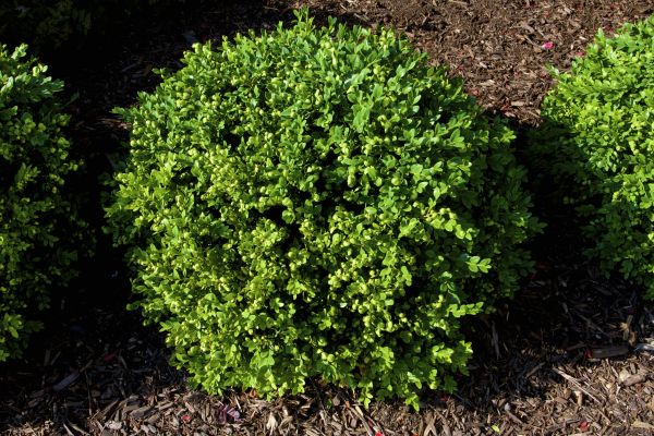 Cost of Boxwood Removal in Williamsburg
