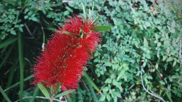 Bottlebrush Pruning in Williamsburg