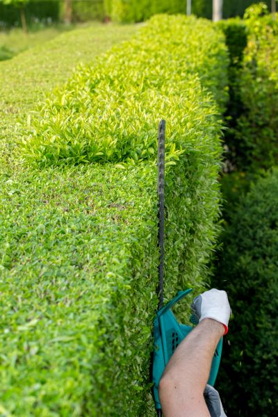 Hedge Trimming in Williamsburg
