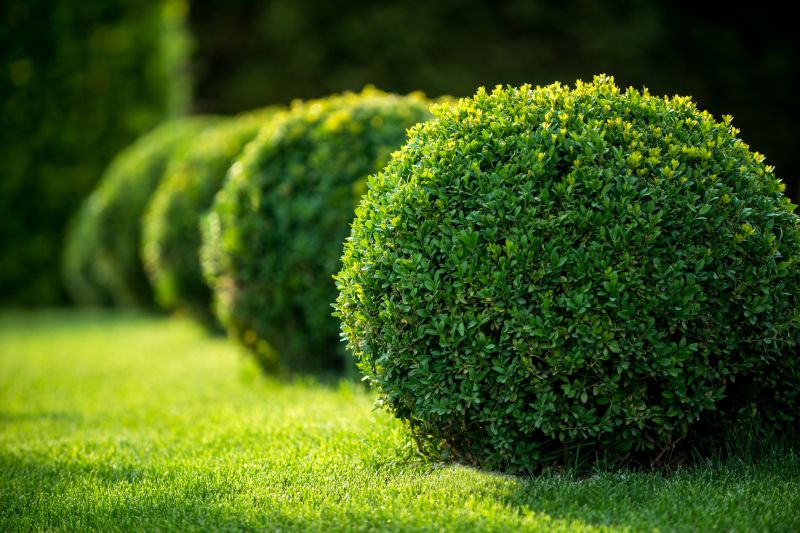 Trimmed Bushes in a Yard